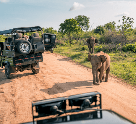 elephants walking on a dirt road with jeeps in the back